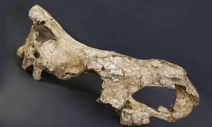 170万年前古犀牛牙釉质中发现几乎完整的蛋白质
