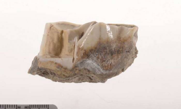 170万年前古犀牛牙釉质中发现几乎完整的蛋白质