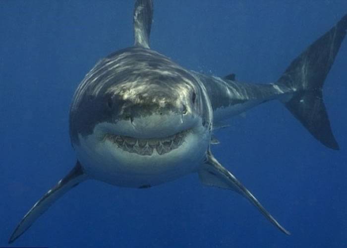 没有尸体只见染红的海水 澳洲教师疑已葬身大白鲨腹