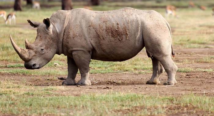 坦桑尼亚稀有犀牛的数量翻十番