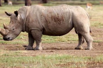 坦桑尼亚稀有犀牛的数量翻十番