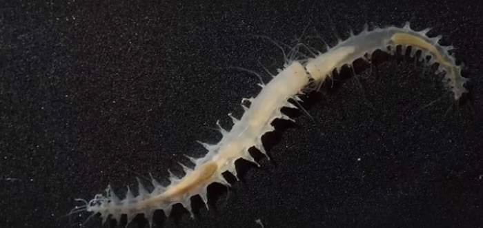 科学家发现海洋中能发出最大响声的生物——海洋蠕虫