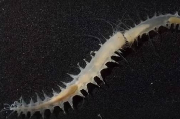科学家发现海洋中能发出最大响声的生物——海洋蠕虫