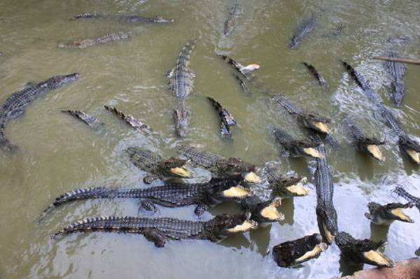 泰国中部频频降下暴雨 鳄鱼养殖池数百只鳄鱼逃至附近河川