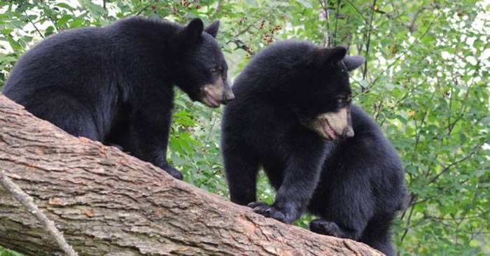 美国85岁妇人疑似非法喂食黑熊反遭攻击致死