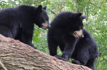 美国85岁妇人疑似非法喂食黑熊反遭攻击致死