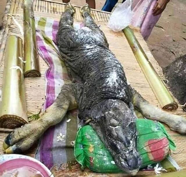 泰国旺欣偏远部落出现一只怪异“鳄鱼头”水牛宝宝