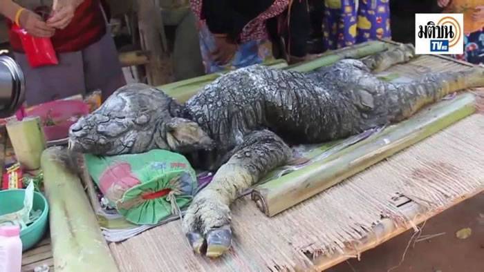 泰国旺欣偏远部落出现一只怪异“鳄鱼头”水牛宝宝