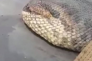 泰国曼谷抓到可能是世界上体型最大的蛇 长约7.9公尺