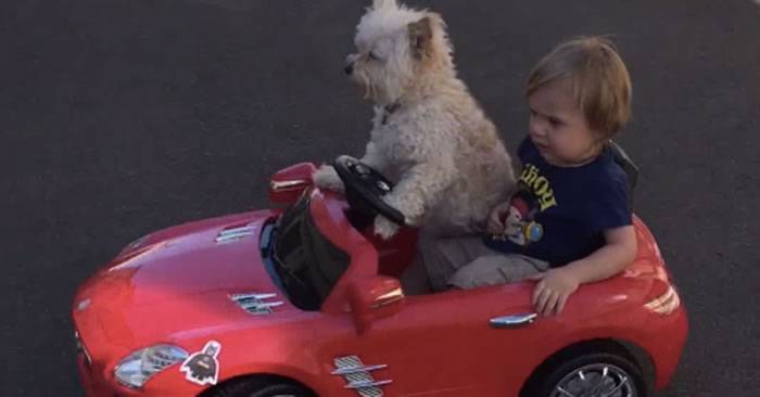 美国一只小狗开玩具车带小主人兜风的视频走红网络