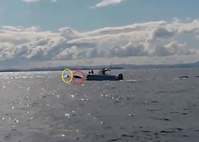 新西兰钓鱼发烧友抓拍杀人鲸捕猎海豚差点惹来攻击