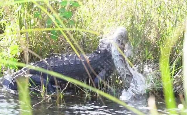 美国摄影师Ewan Wilson在佛罗里达州大沼泽地国家公园拍到美国短吻鳄玩弄4米长缅甸蟒