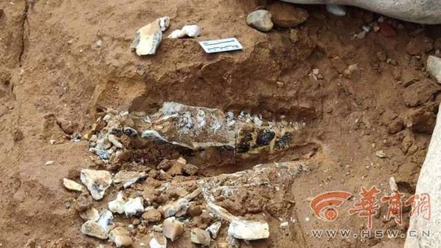 陕西蓝田发现犀牛下颌骨等古生物化石