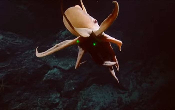科学家在太平洋北部拍到极其罕见的小飞象章鱼（Grimpoteuthis bathynectes）