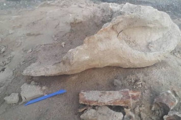 俄罗斯外贝加尔边疆区5岁小男孩发现一万多年前的犀牛骨头和牙齿化石