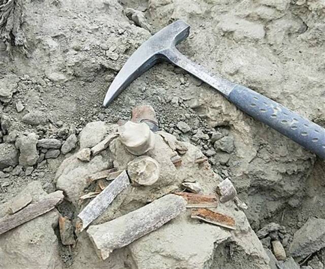 青藏高原古生物科考队在阿里地区札达盆地发现新的三趾马化石
