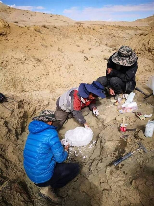 青藏高原古生物科考队在阿里地区札达盆地发现新的三趾马化石
