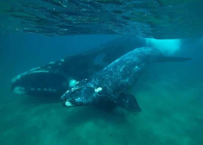研究发现南露脊鲸发低沉声音 借以保护幼鲸免遭猎食