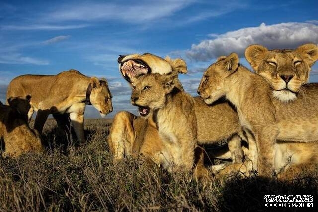 在现实生活中主导狮群的应该是辛巴的妈妈