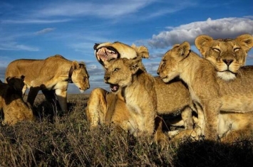 在现实生活中主导狮群的应该是辛巴的妈妈