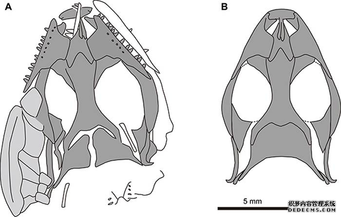侏罗纪蜥蜴研究新发现——独特的谢氏红山蜥Hongshanxi xiei