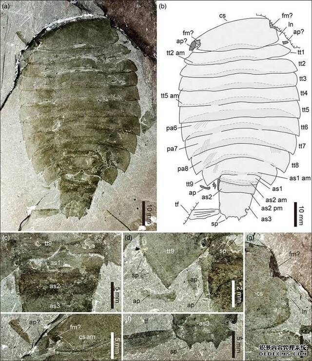 华北寒武纪中期馒头组发现珍稀节肢动物西德尼虫