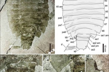 华北寒武纪中期馒头组发现珍稀节肢动物西德尼虫