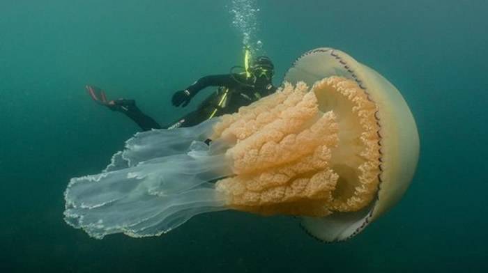 英国康沃尔郡法尔茂斯海岸惊见庞大桶水母