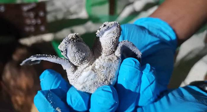 环保专家在马来群岛马布岛发现一只刚刚破壳而出的双头龟
