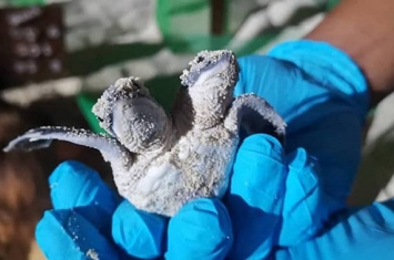 环保专家在马来群岛马布岛发现一只刚刚破壳而出的双头龟