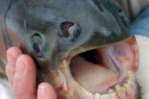人齿鱼:长着人牙齿的鱼，喜欢吃男人的睾丸(图片)