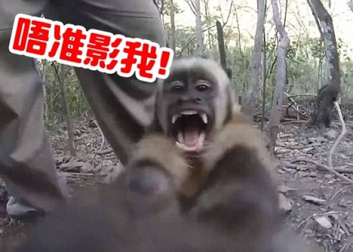 被镜头拍摄超不爽 玻利维亚小卷尾猴动手阻止