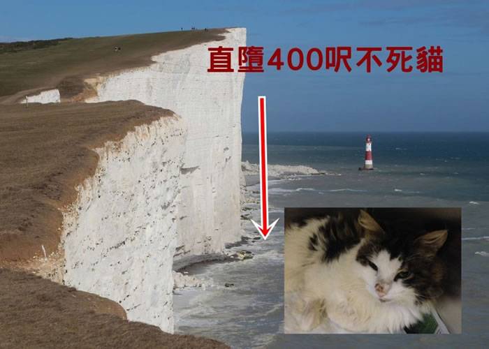 猫真有9条命：在英国直堕400呎悬崖不死