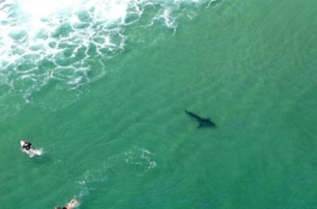 澳洲新南威尔士省沙滩惊现大白鲨 泳客紧急疏散
