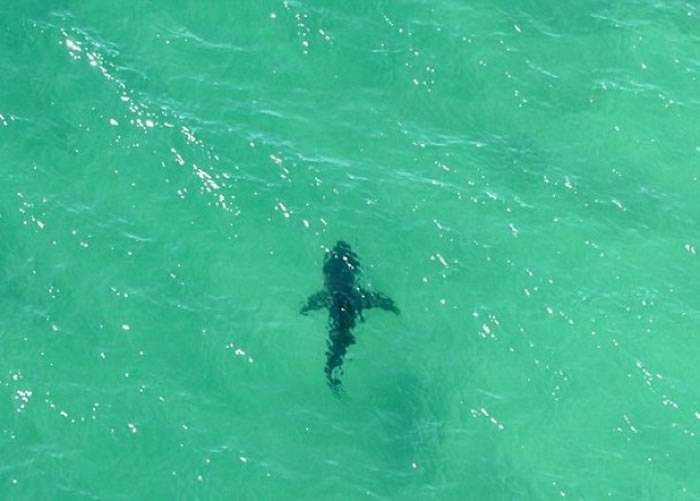 澳洲新南威尔士省沙滩惊现大白鲨 泳客紧急疏散