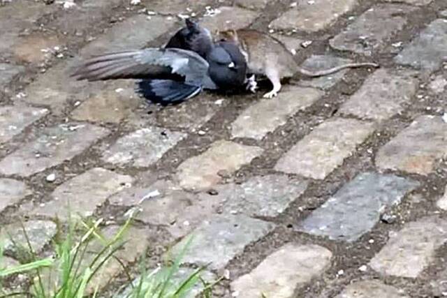 美国纽约布鲁克林一只老鼠当街捕杀鸽子的视频引发关注