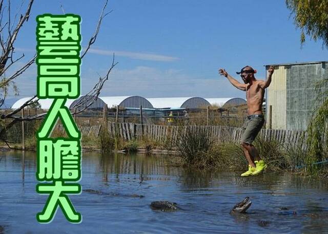 美国阿拉斯加州男子在沼泽上玩走扁带 下方鳄鱼虎视眈眈