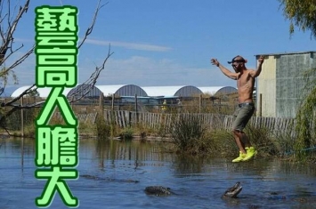 美国阿拉斯加州男子在沼泽上玩走扁带 下方鳄鱼虎视眈眈