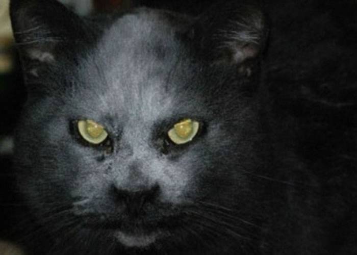 恶灵附身？黄眼黑猫似“魔鬼化身”