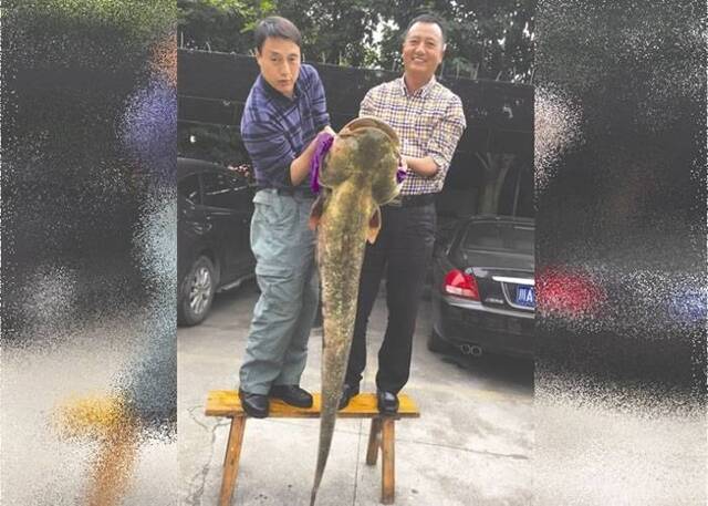 四川成都男子在张家岩水库钓起1.7米长超大鲶鱼