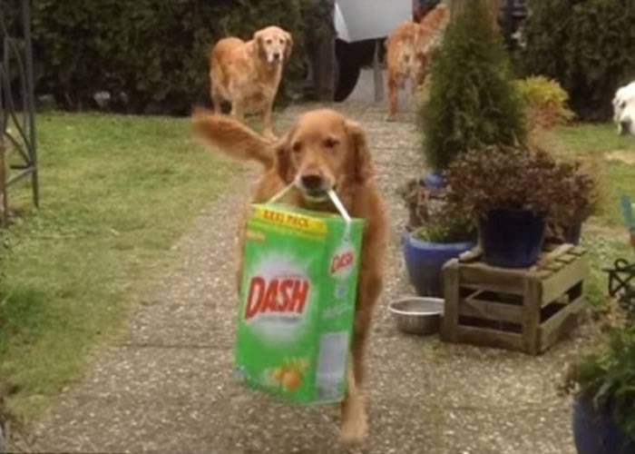 德国家庭养的4条金毛寻回犬在主人购物回家后会主动上前帮忙拿东西