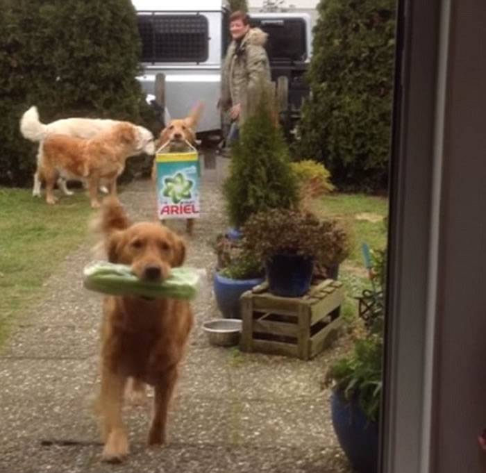 德国家庭养的4条金毛寻回犬在主人购物回家后会主动上前帮忙拿东西