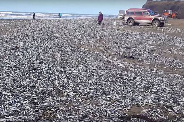 俄罗斯远东库页岛鞑靼海峡沿岸数以万计的沙丁鱼被冲上海滩
