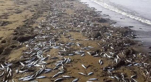 俄罗斯远东库页岛鞑靼海峡沿岸数以万计的沙丁鱼被冲上海滩