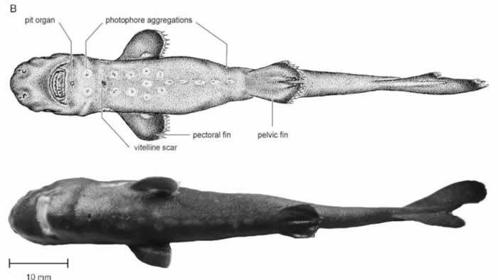 墨西哥湾捕获新品种发光鲨鱼“美国袋鲨” 比普通成年男性手掌还小