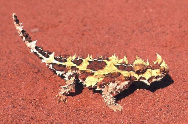 世界上最丑的动物“澳洲魔蜥”一天会吃掉上千只蚂蚁