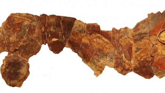 摩洛哥出土3.7亿年前泥盆纪晚期亮齿鲨化石