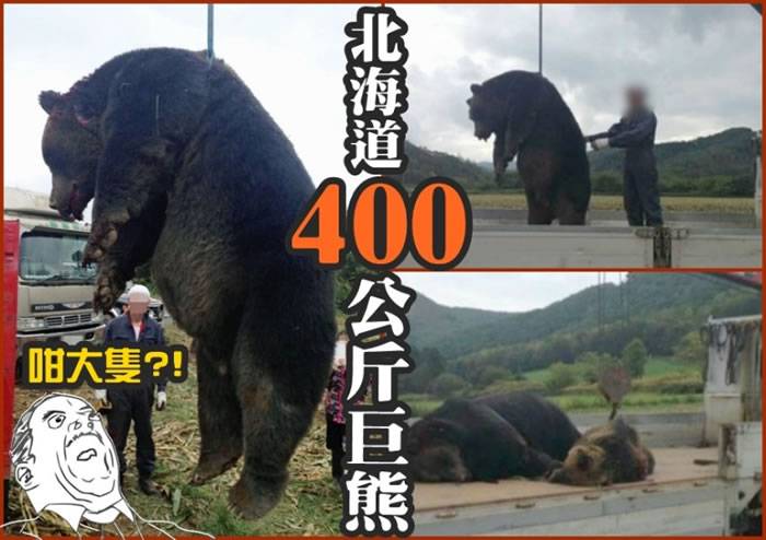 日本北海道惊现400公斤巨大棕熊 7旬猎人称从未见过