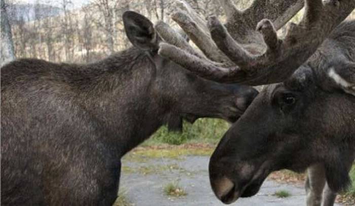 挪威猎人开枪射驼鹿 结果发现是动物园养的