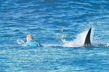 经常发生鲨鱼袭击泳客事件 澳大利亚新南威尔士决定用无人机“追踪”鲨鱼